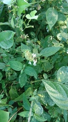 Phaulopsis imbricata