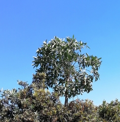 Cussonia transvaalensis