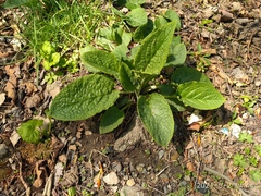 Symphytum caucasicum