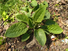 Symphytum caucasicum