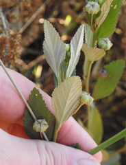 Sida alba