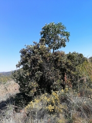 Cussonia transvaalensis