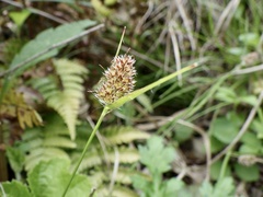 Luzula capitata