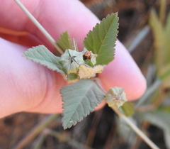 Sida alba