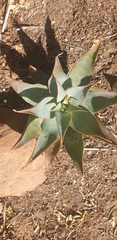 Aloe × schimperi