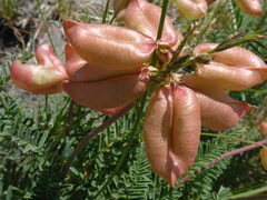 Astragalus curtipes
