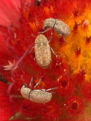Trigonorhinus limbatus