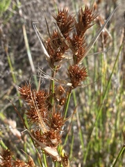 Hypodiscus aristatus