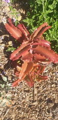 Kalanchoe sexangularis