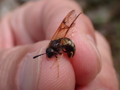 Abia lonicerae
