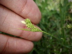 Carex breviculmis breviculmis