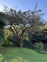 Vachellia robusta robusta
