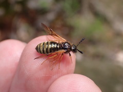 Abia lonicerae