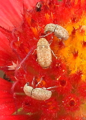 Trigonorhinus limbatus