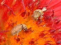 Trigonorhinus limbatus
