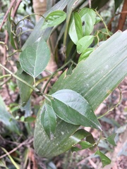 Ventilago leiocarpa