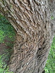 Vachellia robusta robusta