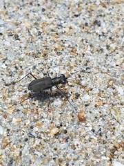 Myriochila semicincta