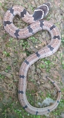 Oligodon taeniolatus