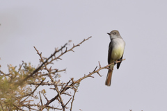 Myiarchus cinerascens