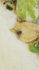 Araneae