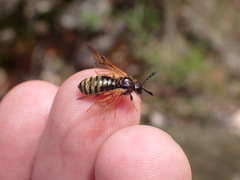 Abia lonicerae