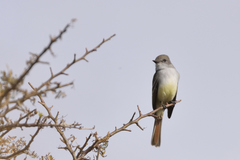 Myiarchus cinerascens