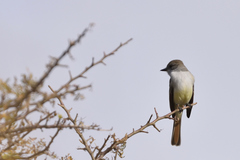 Myiarchus cinerascens