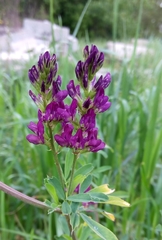 Medicago sativa sativa