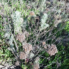 Hymenolepis crithmifolia