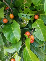 Salacia chinensis