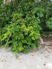 Salacia chinensis