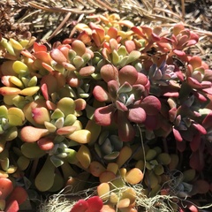 Sedum spathulifolium