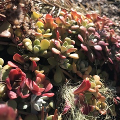 Sedum spathulifolium