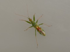 Nabis viridulus