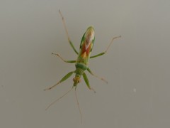 Nabis viridulus