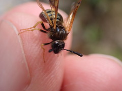 Abia lonicerae