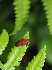Cyphonocerus sanguineus