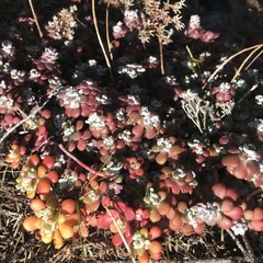 Sedum spathulifolium