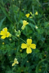 Bunias erucago