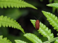 Cyphonocerus sanguineus