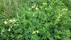 Bunias erucago