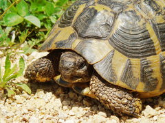 Testudo hermanni