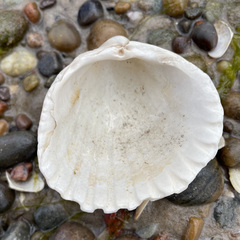 Acanthocardia aculeata