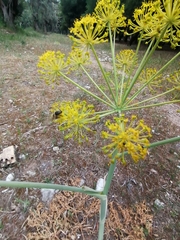 Apieae