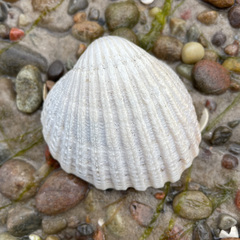 Acanthocardia aculeata