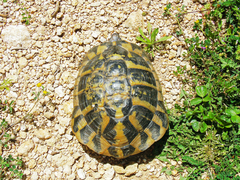 Testudo hermanni