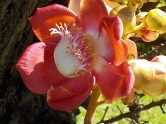 Couroupita guianensis