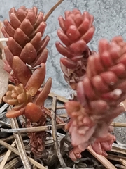 Sedum catorce