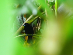 Ramphocelus flammigerus icteronotus